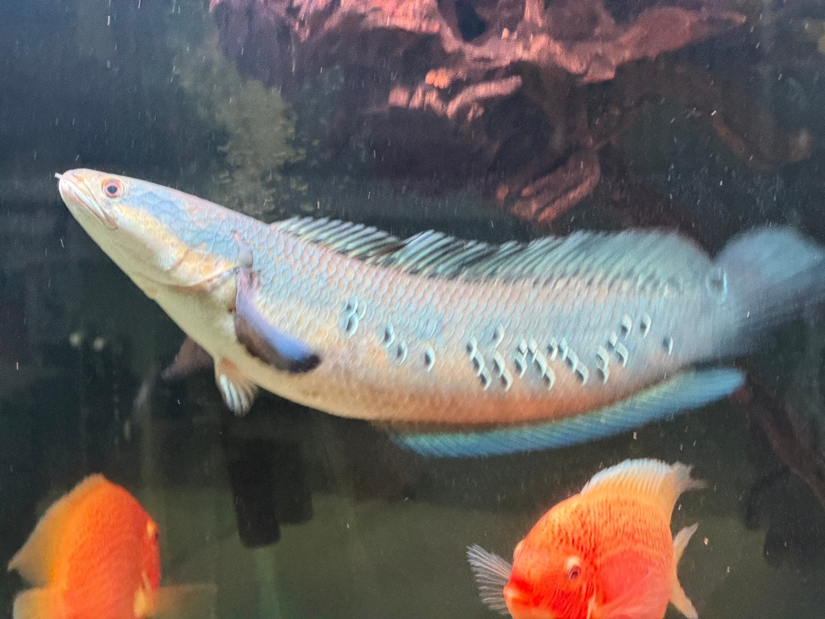 Channa snakehead slangenkop vis, Dieren en Toebehoren, Vis