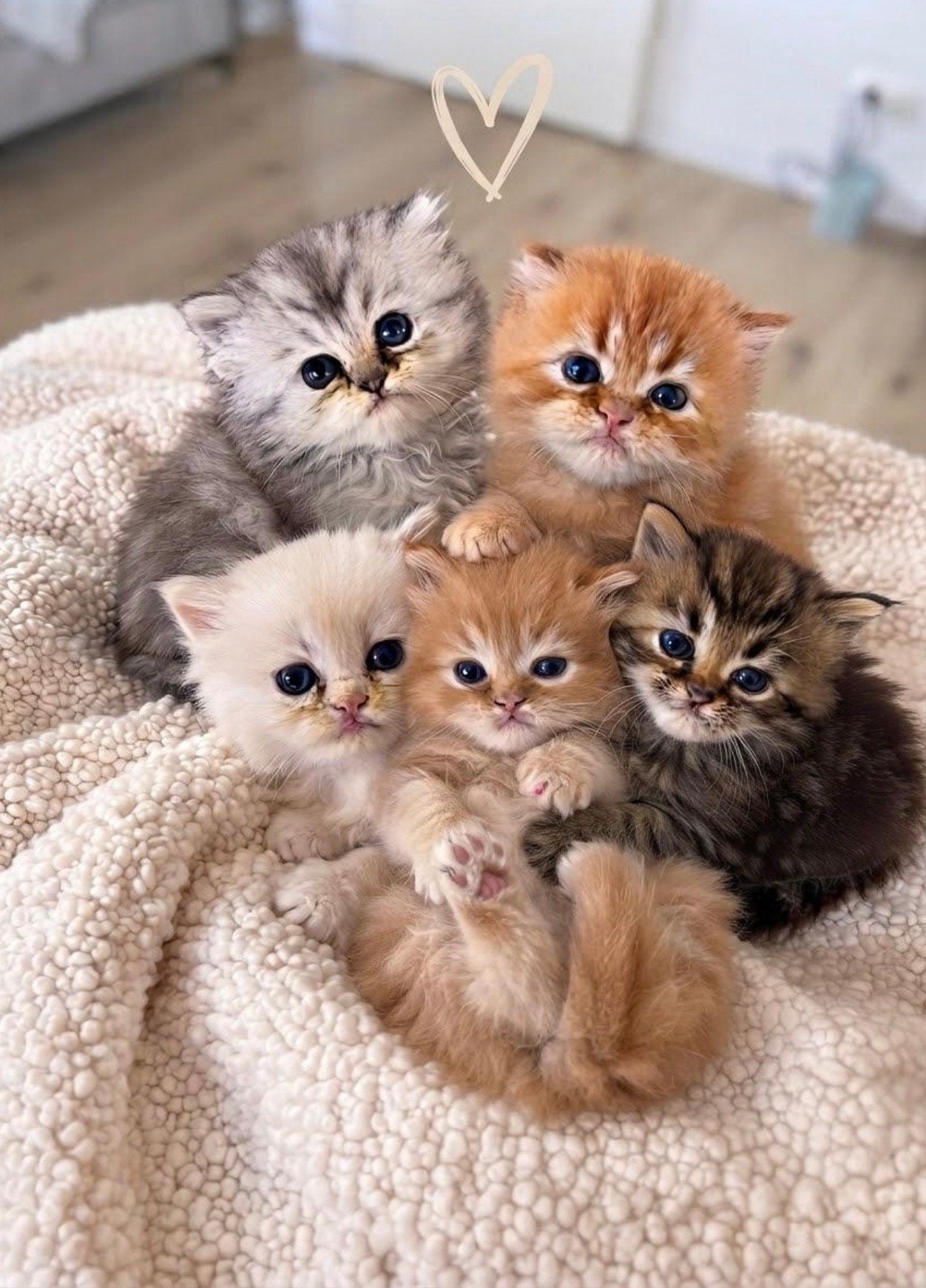 Perzisch kittens, Dieren en Toebehoren, Meerdere dieren, Langharig