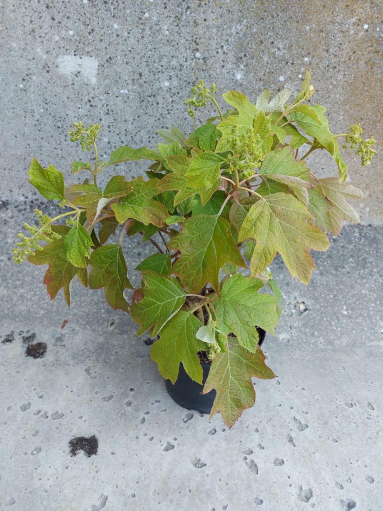 Hydrangea, Ophalen, Hortensia, Minder dan 100 cm