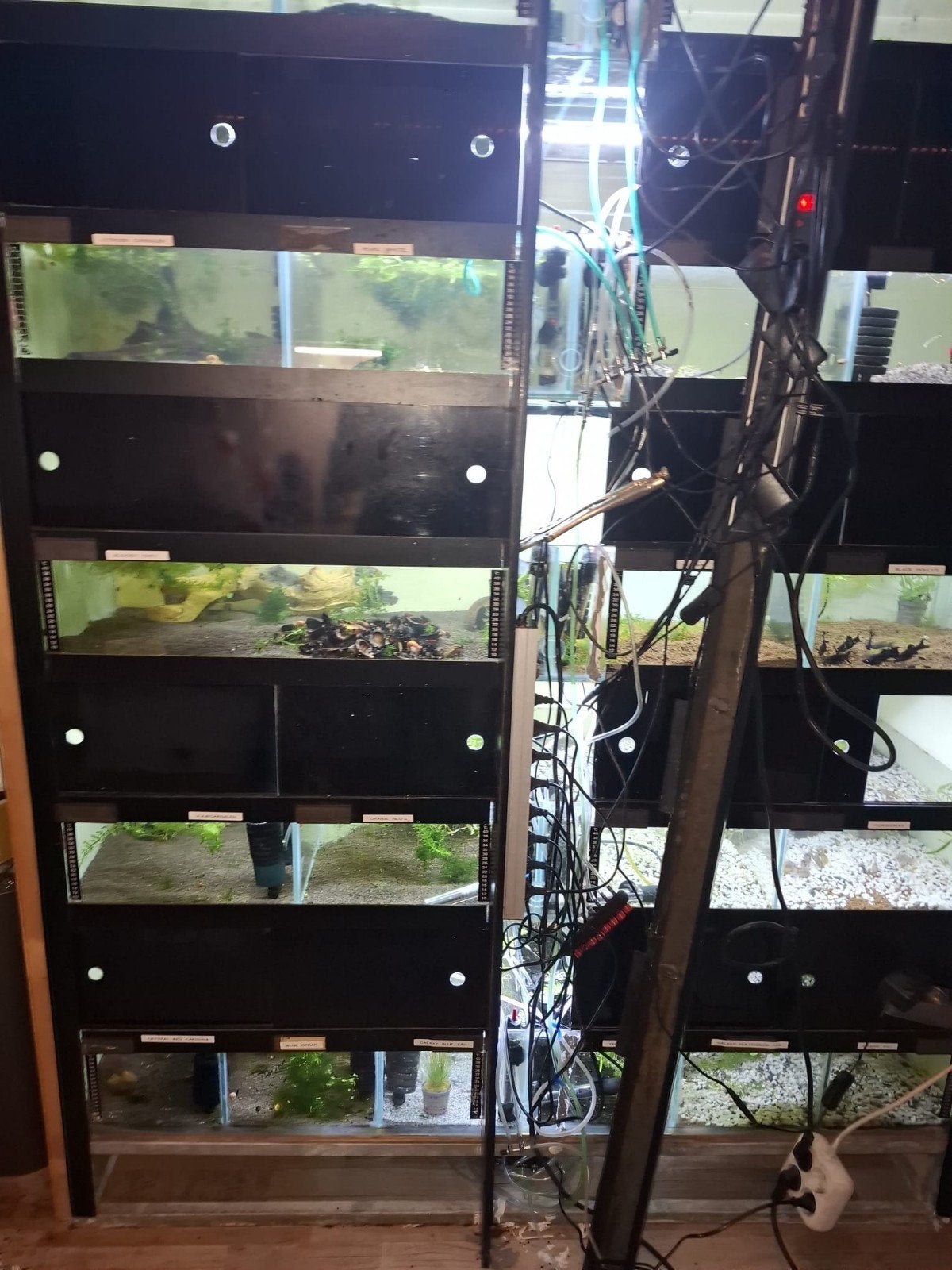 Aquariumstelling met vissen & garnalen – wegens tijdgebrek, Kreeft, Krab of Garnaal