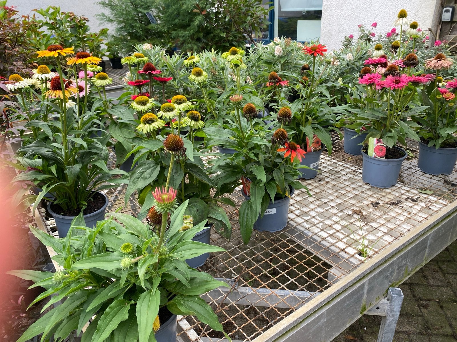 Echinacea (Zonnehoed) - Diverse kleuren( laatsten), Volle zon, Vaste plant, Zomer, Ophalen