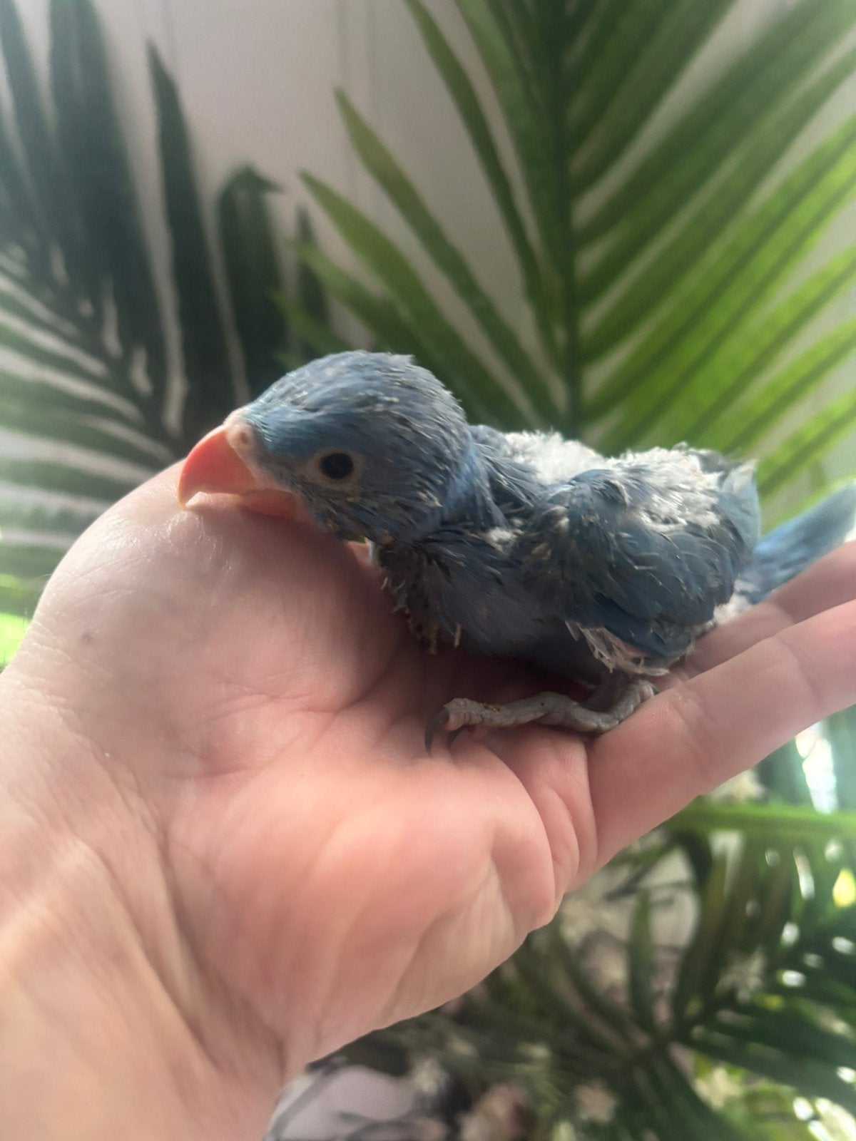 halsbandparkieten, Dieren en Toebehoren, Ophalen of Verzenden, Metaal, Vogelkooi