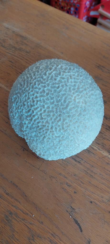 Decoratief wit koraalstuk - Uniek interieurstuk 15 cm, Verzamelen, Ophalen of Verzenden, Gebruikt