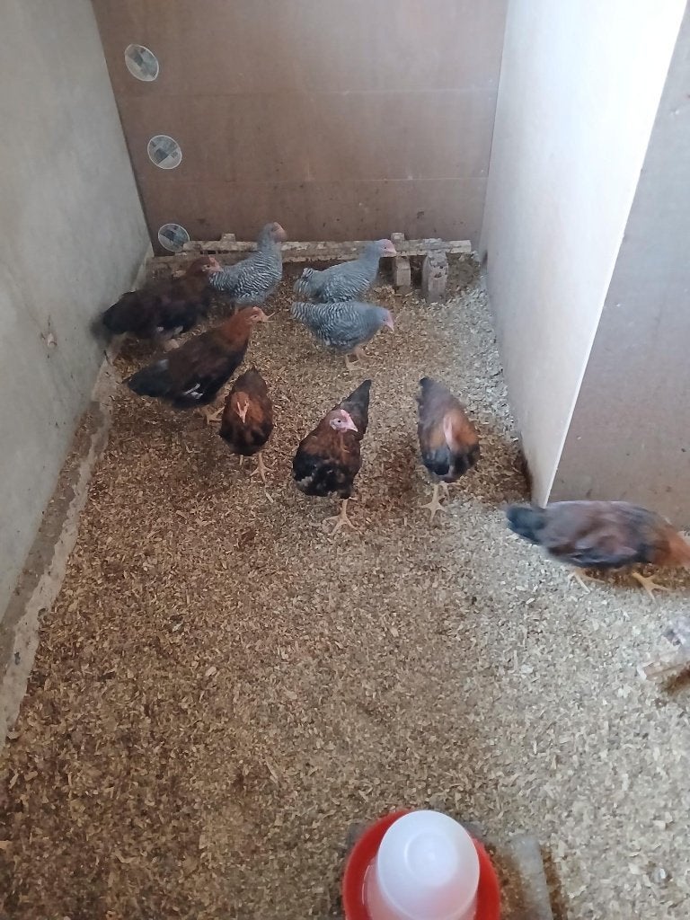 Gratis 9 hanen, 6x Welsumer en 3x Amrock, Dieren en Toebehoren, Pluimvee, Mannelijk, Kip