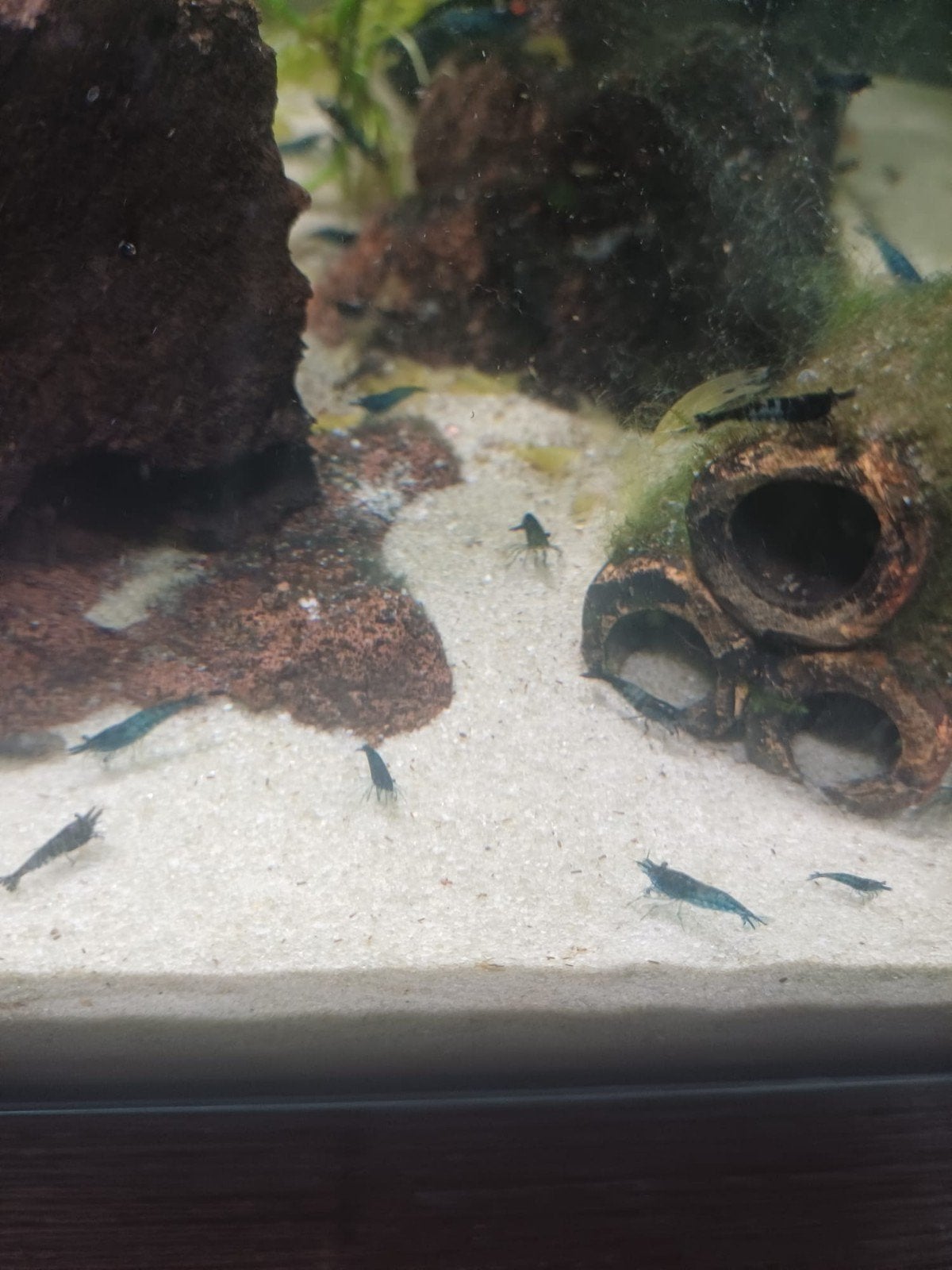 Bue Dream garnalen, Dieren en Toebehoren, Vissen | Aquariumvissen, Kreeft, Krab of Garnaal, Zoetwatervis, Schoolvis