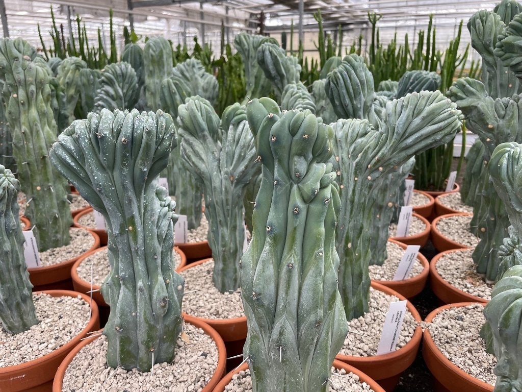 Cactus Myrtillocactus Geometrizans Cristaat in de 19cm pot, Huis en Inrichting, Kamerplanten, Ophalen of Verzenden, Minder dan 100 cm
