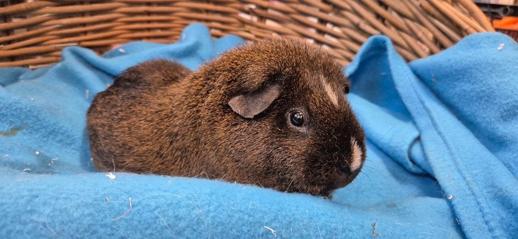 Gecastreerde cavia beer FONKIE uit de opvang zoekt een huis!, Dieren en Toebehoren, Knaagdieren, Oktober, Meerdere dieren, Cavia