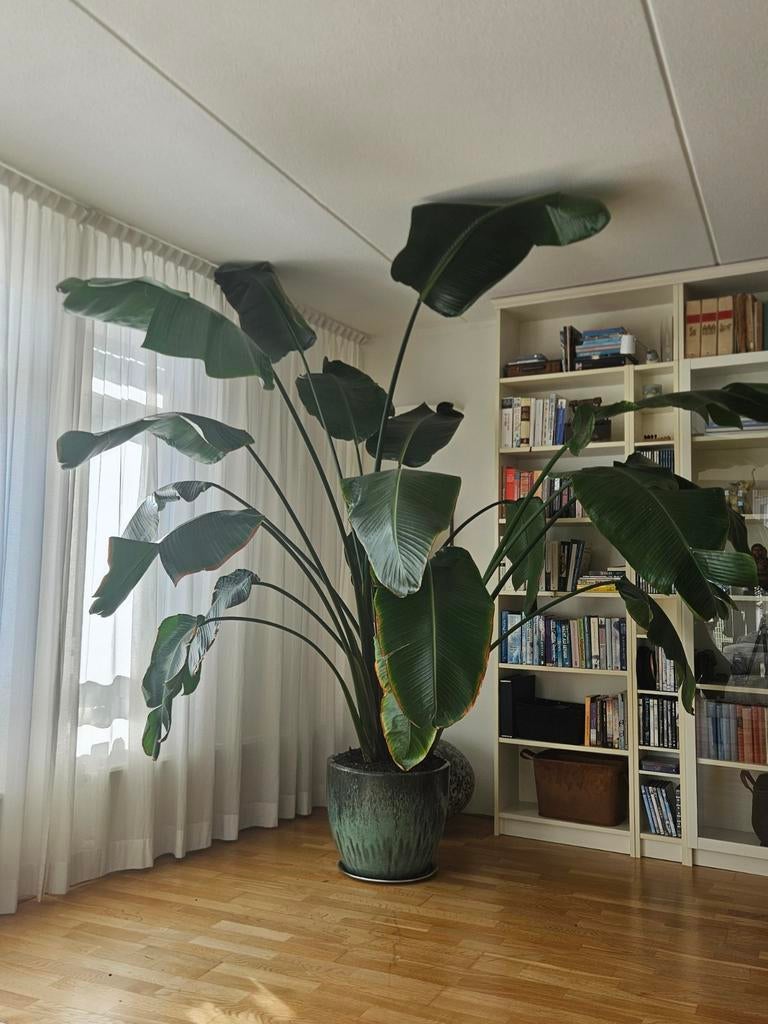 Grote Strelitzia Nicolai (Paradijsvogelplant), Huis en Inrichting, Kamerplanten, Ophalen, 200 cm of meer, Overige soorten, In pot