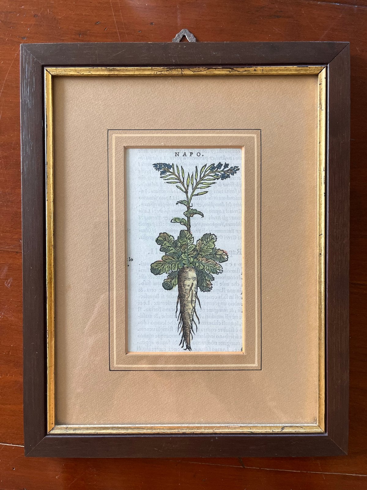 Antieke Botanische Prenten - NAPO & RUBIA DOMESTICA, Ophalen