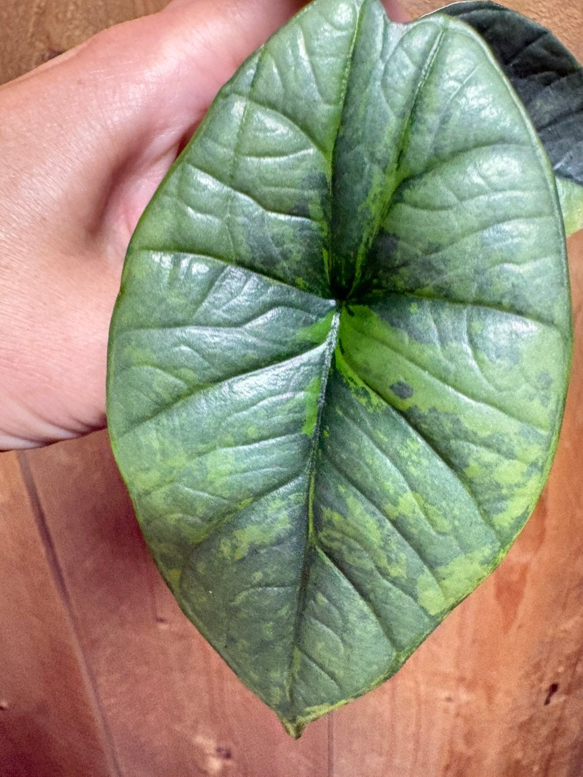 Alocasia platinum variegata aurea lemon mint grey plant, Ophalen of Verzenden, Halfschaduw, Minder dan 100 cm