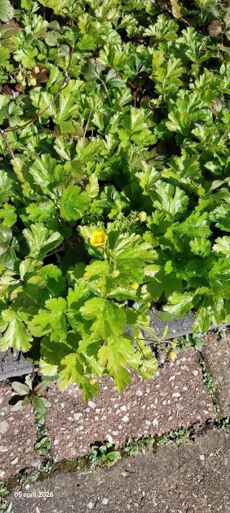 tuinplanten, Vaste plant, Halfschaduw, Zomer, Ophalen