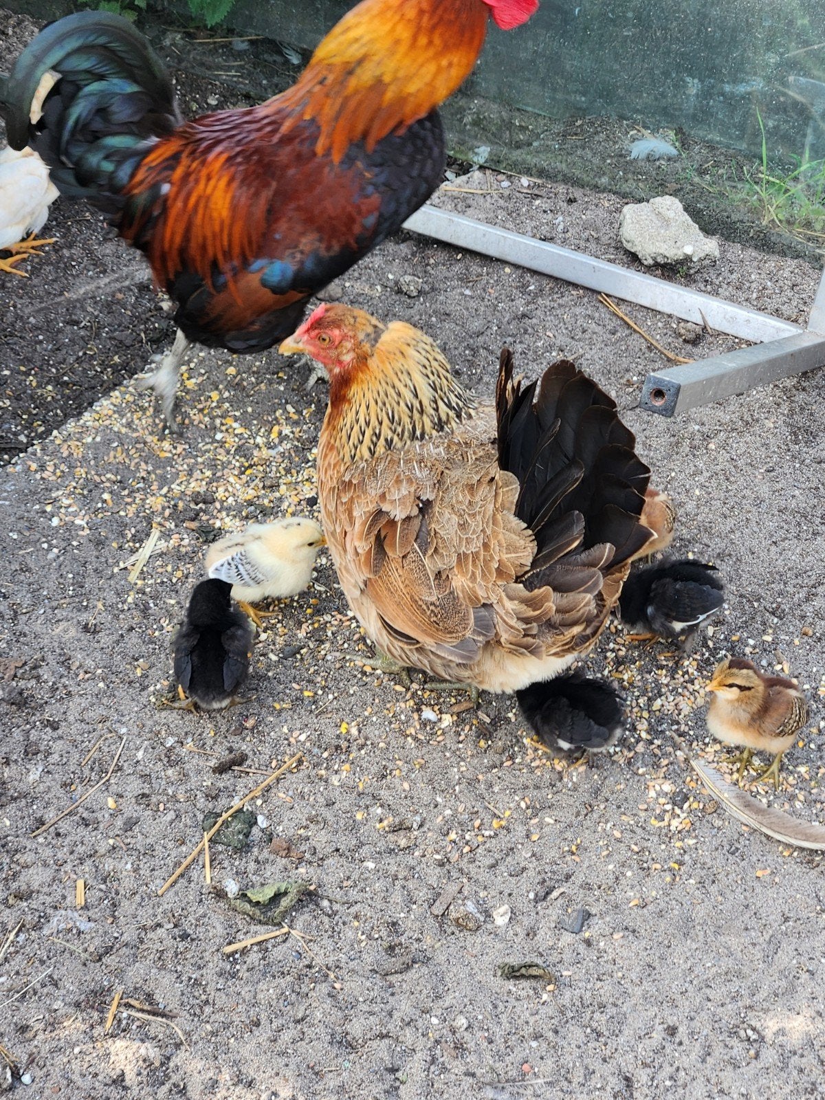 Kippen, kuikens, hanen, kip, haan, kuiken, Meerdere dieren, Kip