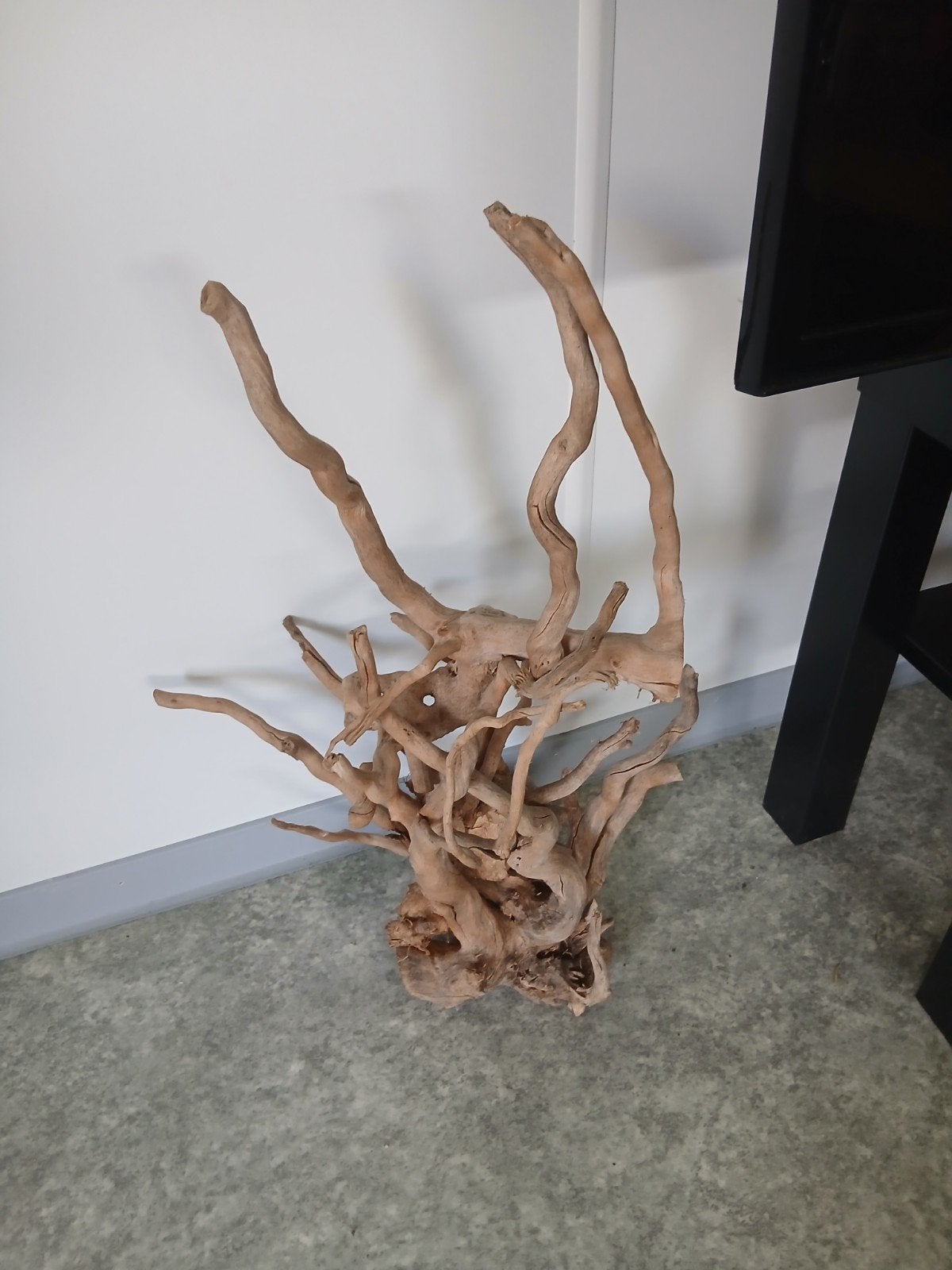 Terrarium houd  wortel gepolijst, Ophalen