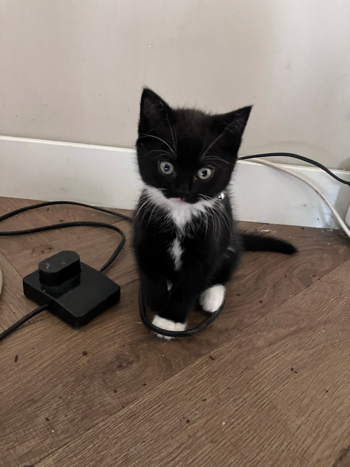 Kruising Britse kortharige kitten poes te koop, Meerdere dieren, Ontwormd