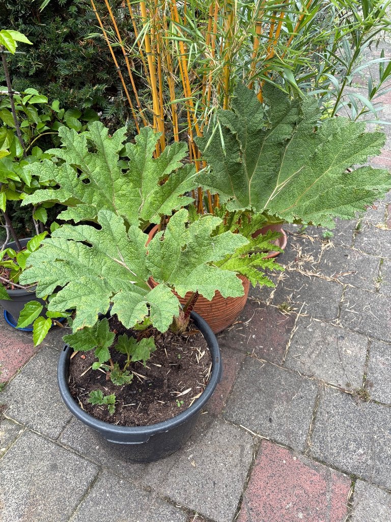 Gunnera, Ophalen, Overige soorten, Volle zon