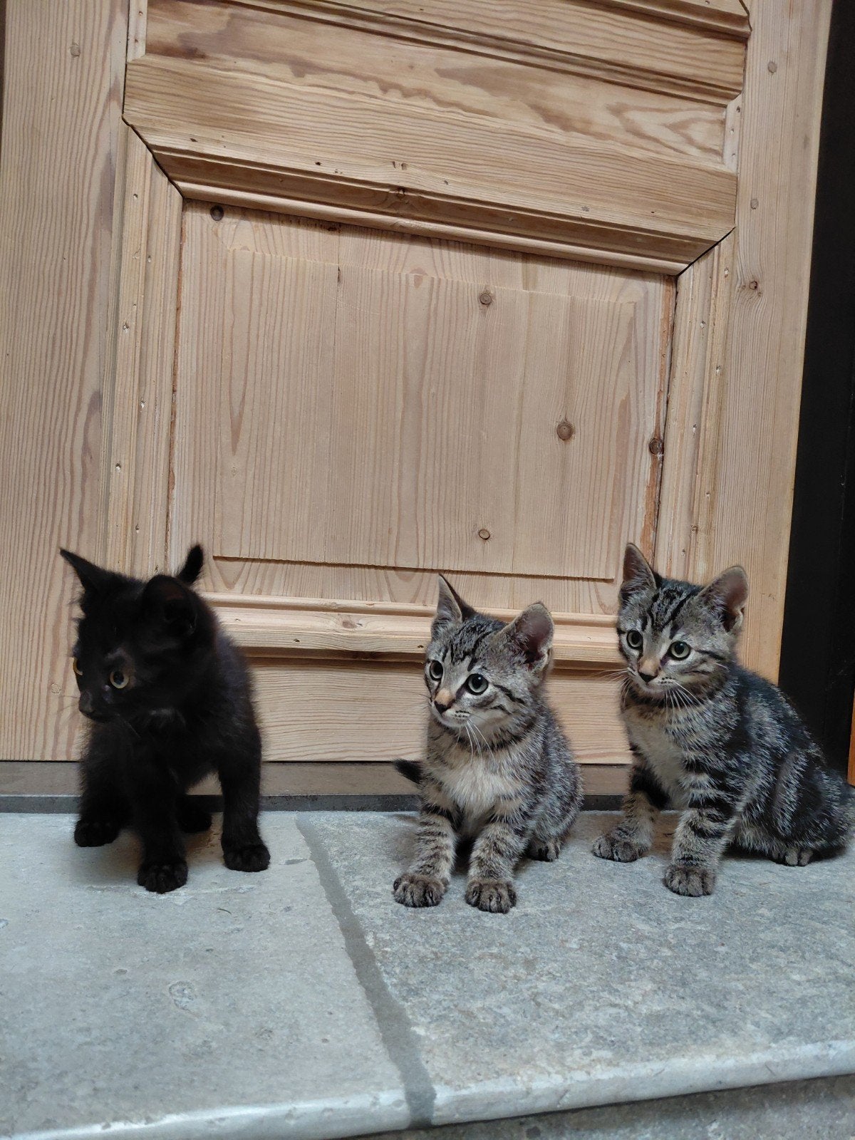 Prachtige kittens te koop!, Dieren en Toebehoren, Meerdere dieren