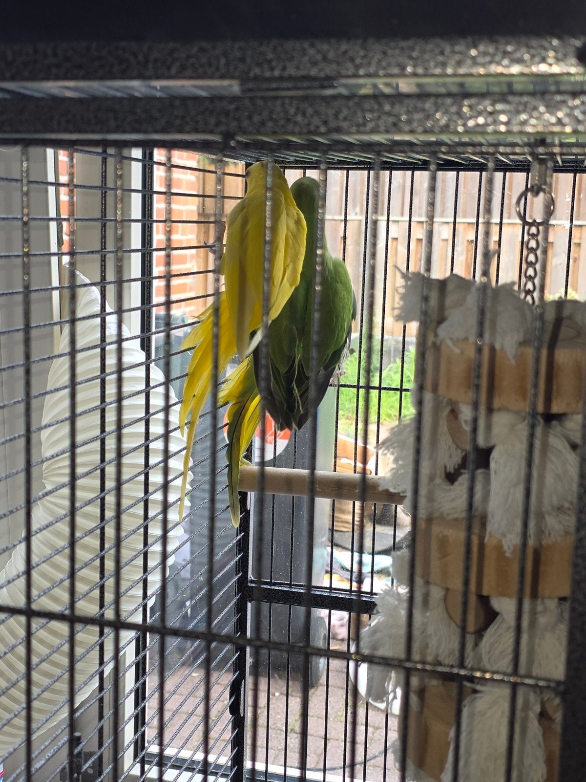 2 jonge halsbanden parkieten te koop, Meerdere dieren, Parkiet, Geringd
