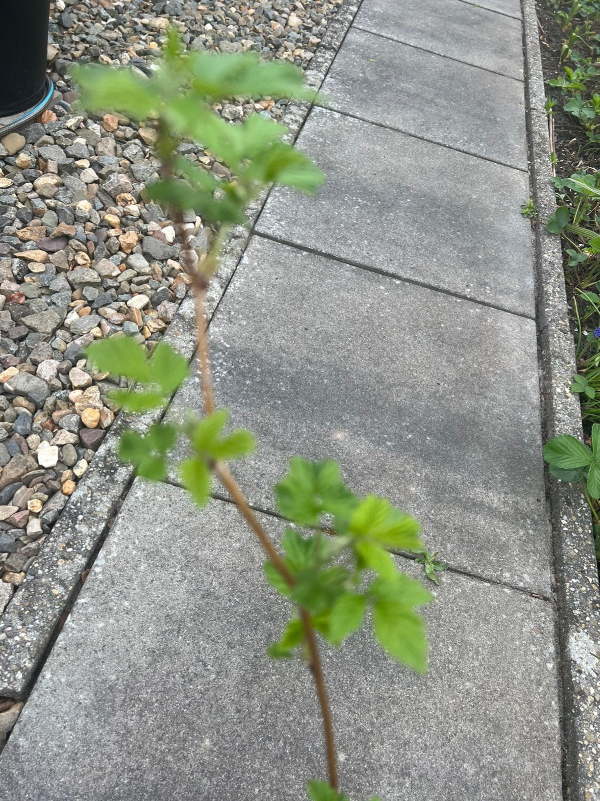Frambozen planten, Ophalen of Verzenden, Overige soorten, Volle zon