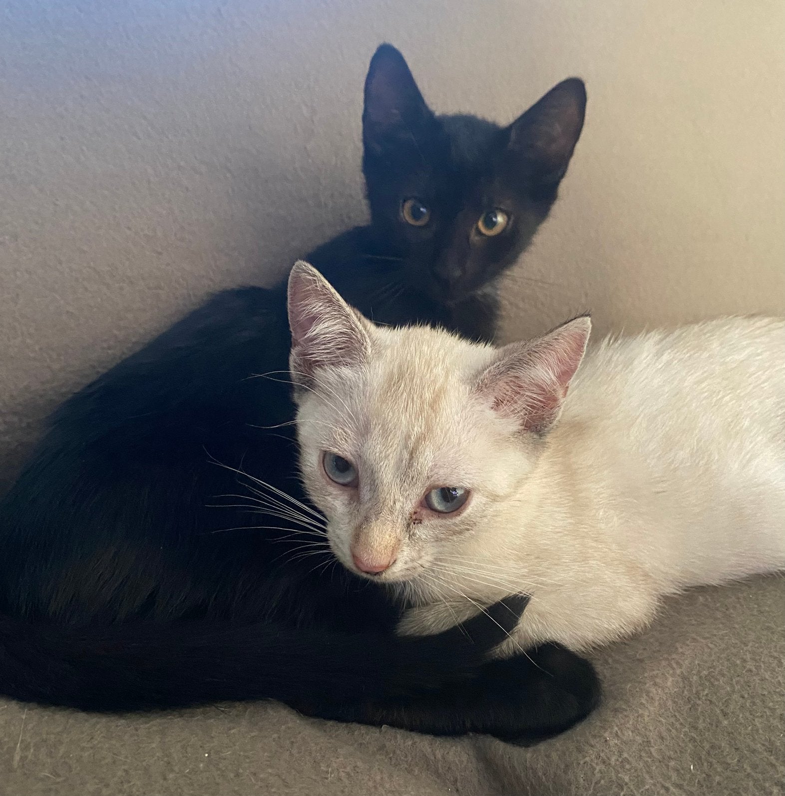 2 lieve kittens zoeken samen een blijvend thuis, Dieren en Toebehoren, Katten en Kittens | Raskatten | Korthaar, Meerdere dieren