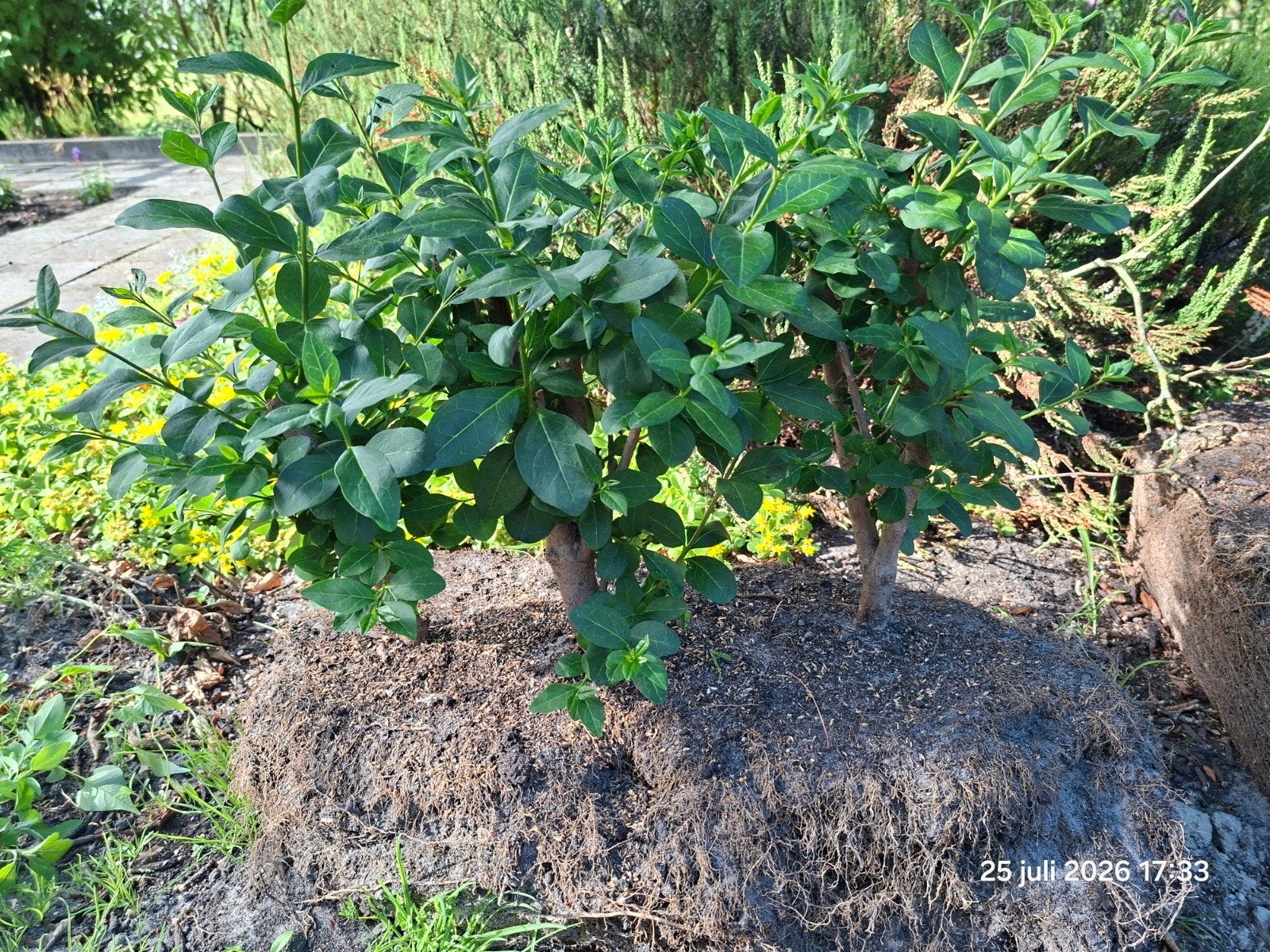 6x liguster planten met kluit, Ophalen, Liguster, Haag, Minder dan 100 cm