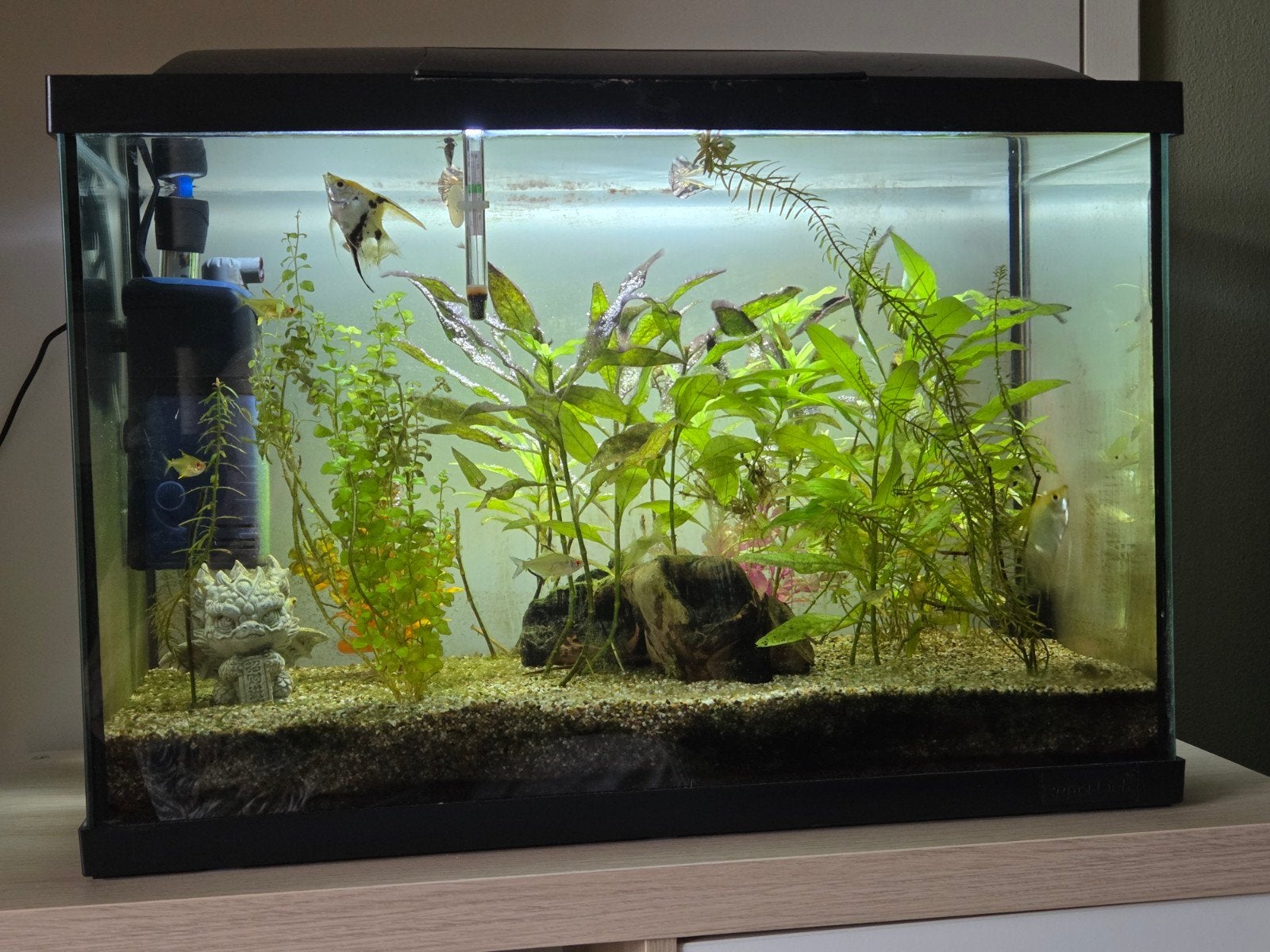 aquarium, Dieren en Toebehoren, Ophalen, Zo goed als nieuw, Gevuld zoetwateraquarium