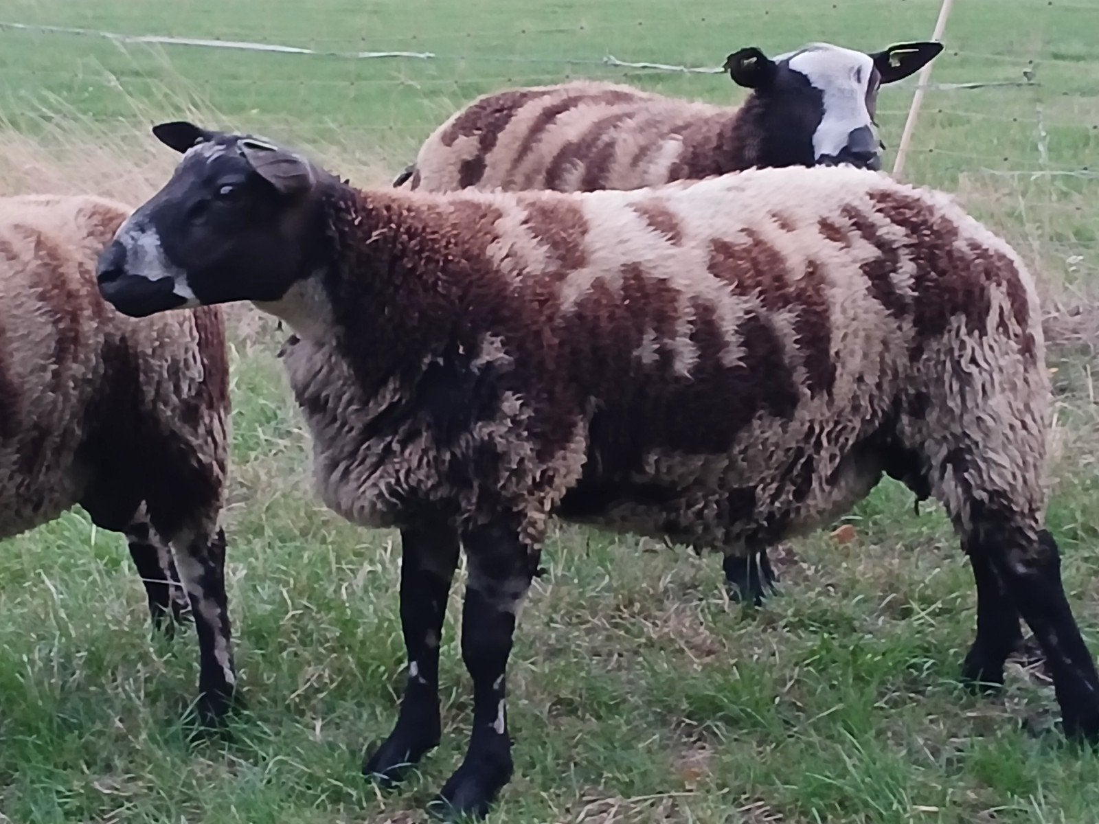 bonte rammen, Dieren en Toebehoren, Schapen, Geiten en Varkens, Mannelijk, Schaap