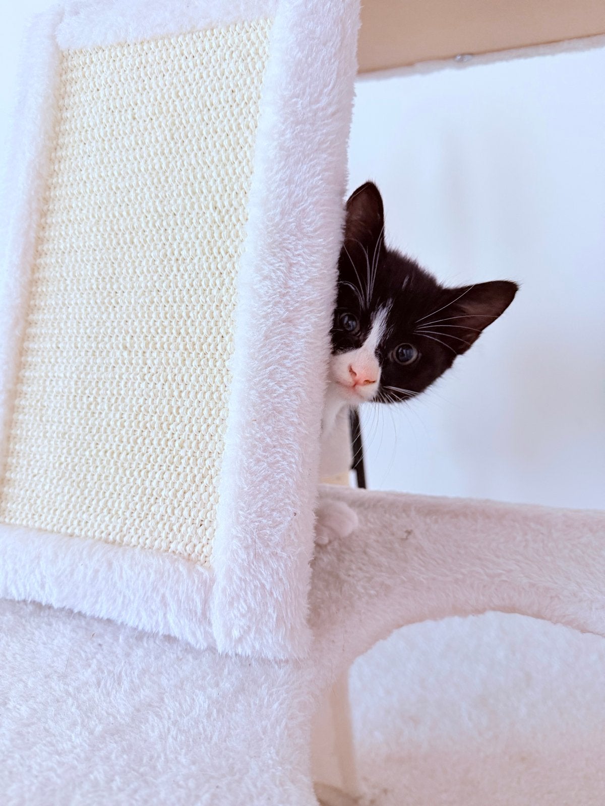 Kittens mogen binnenkort het nestje verlaten., Dieren en Toebehoren, Meerdere dieren, Kortharig, 0 tot 2 jaar