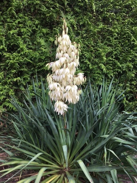Yucca palmlelie GROTE stekken, Volle zon, Vaste plant, Zomer, Ophalen