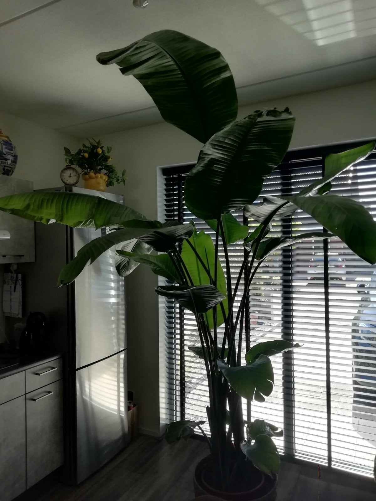 Strelitzia, Huis en Inrichting, Kamerplanten, Ophalen of Verzenden, Halfschaduw, 200 cm of meer