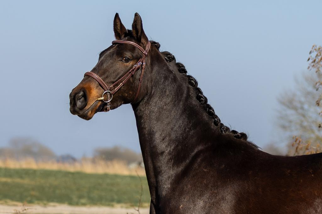 Triomphe Cohinoor de Journée 3-jarige springgefokte ruin, Dieren en Toebehoren, Paarden, Springpaard, Met stamboom, Ruin, 3 tot 6 jaar