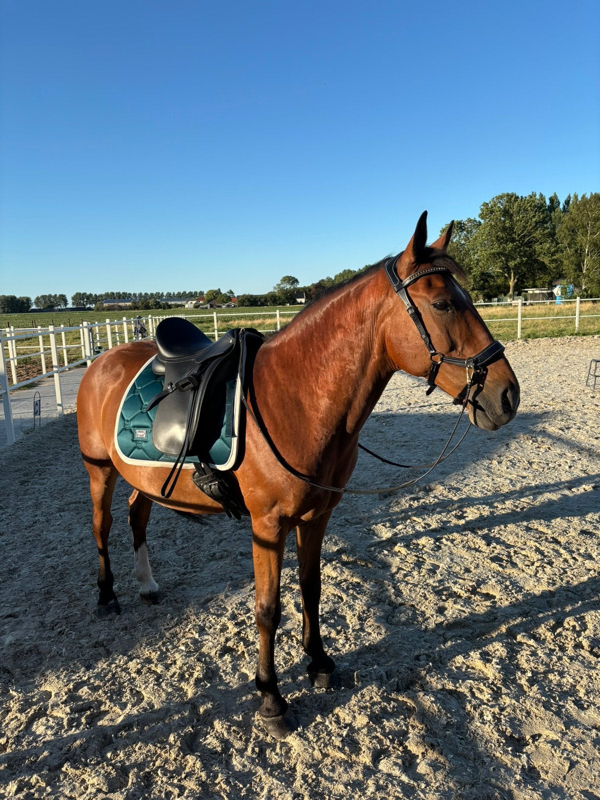 Verzorger / bijrijder gezocht, Verzorging of Verzorgpony's