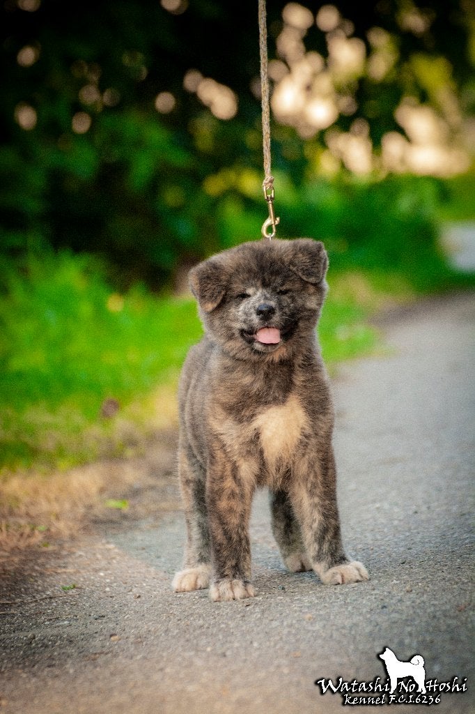 Pups Akita Inu, Dieren en Toebehoren, Nederland, Overige rassen, 8 tot 15 weken, Parvo