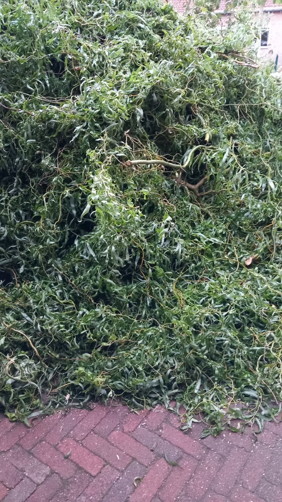 Vers gesnoeide takken en blad van kronkelwilg, wilgentakken, Ophalen, Overige soorten, Minder dan 100 cm