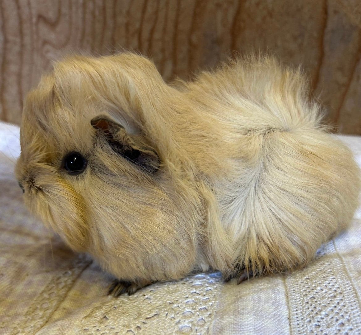Jong cavia mannetje (peruvian x borstel), Juli, Mannelijk, Cavia