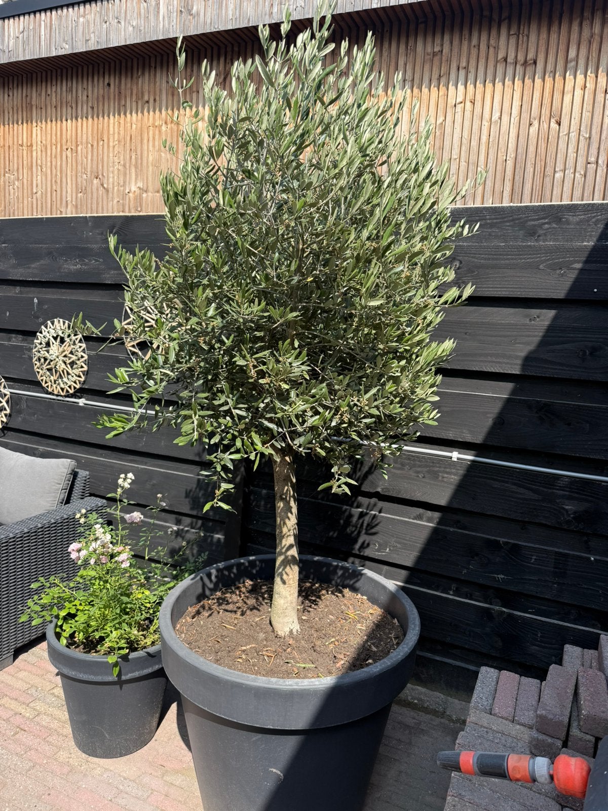 Grote olijfboom, Tuin en Terras, Bloeit niet, 100 tot 250 cm, Olijfboom, Ophalen