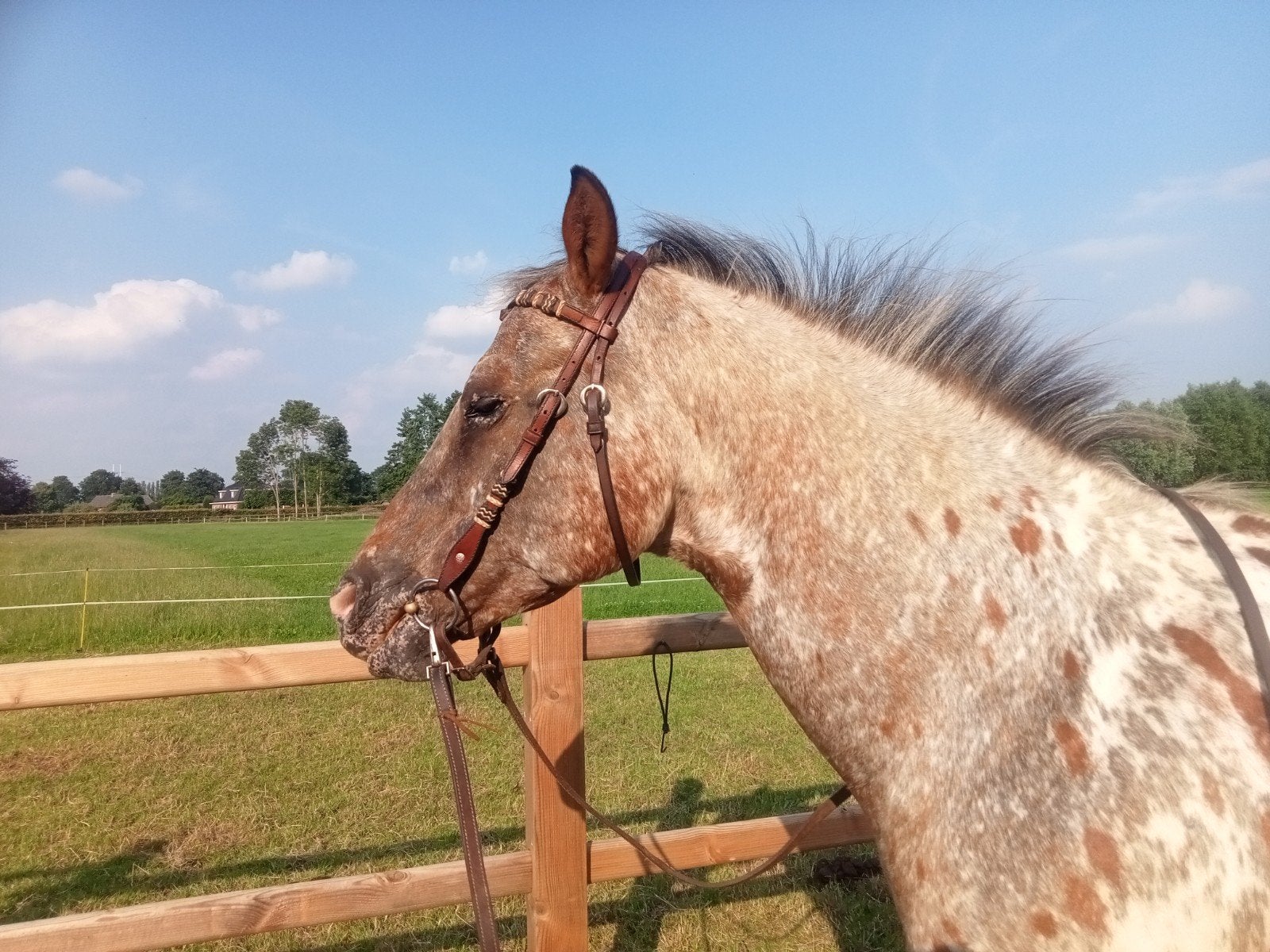western hoofdstel met snaffle en slpit reins, Dieren en Toebehoren, Paarden en Pony's | Hoofdstellen en Tuigage, Hoofdstel, Bruin