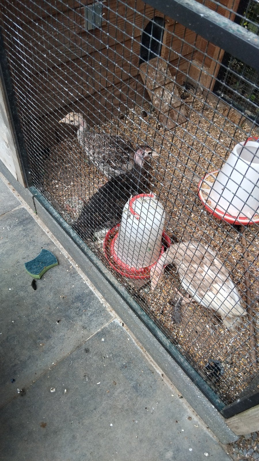 Kalkoenen, Dieren en Toebehoren, Pluimvee, Meerdere dieren, Kalkoen