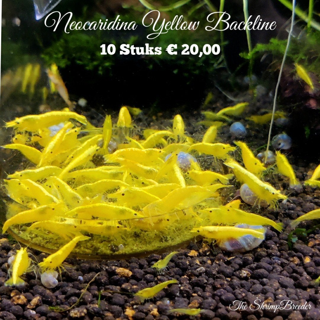Garnalen slakken kreeftjes, Dieren en Toebehoren, Vissen | Aquariumvissen, Kreeft, Krab of Garnaal