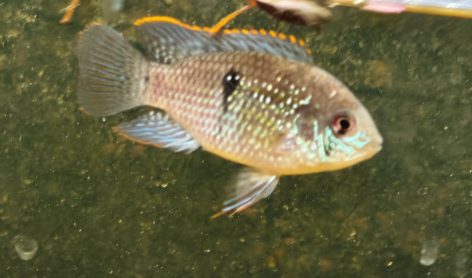 5 bleu acara's, Dieren en Toebehoren, Vis, Zoetwatervis