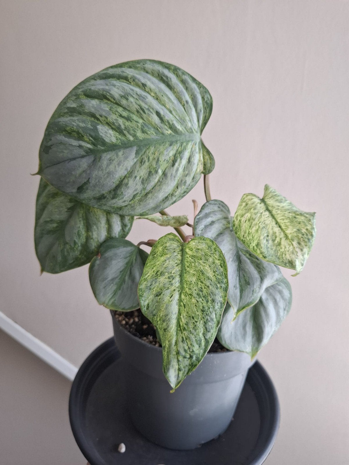 Philodendron Sodiroi Variegata, Huis en Inrichting, Kamerplanten, Ophalen of Verzenden