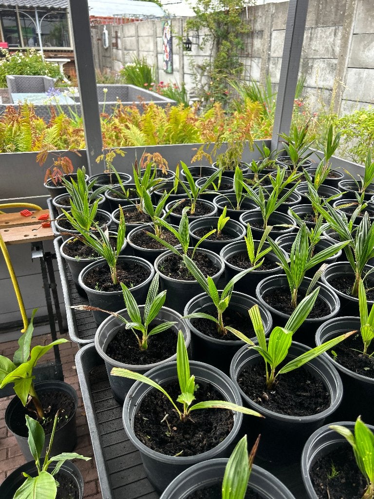 jonge palmboompjes, Ophalen, Vaste plant, Overige soorten, Volle zon