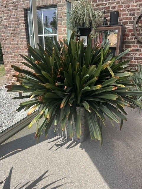 grote clivia plant, Ophalen, 100 tot 150 cm, Overige soorten, In pot