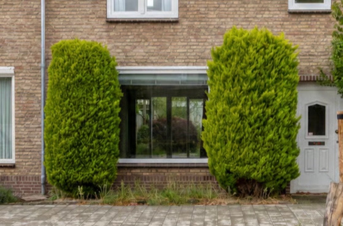 Twee Grote Coniferen, Volle zon, Vaste plant, Bloeit niet, Ophalen