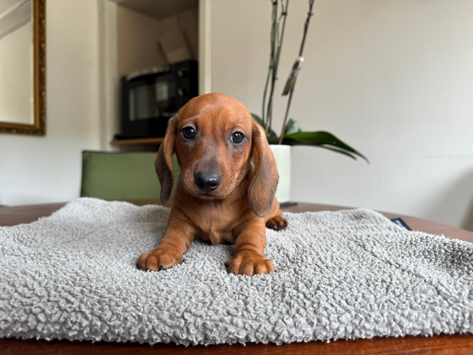 Kaninchen korthaar reutje met FCI stamboom, Dieren en Toebehoren, Honden | Teckels en Dashonden, Kaninchen, Parvo, Reu, 8 tot 15 weken