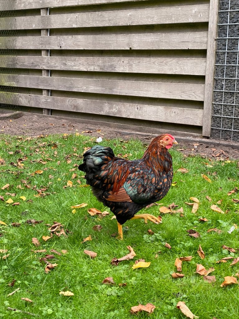 Wyandotte kriel hanen, Dieren en Toebehoren, Mannelijk, Kip