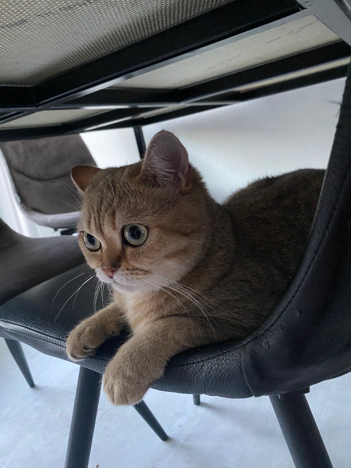 Britse korthaar golden shaded tabby, Poes