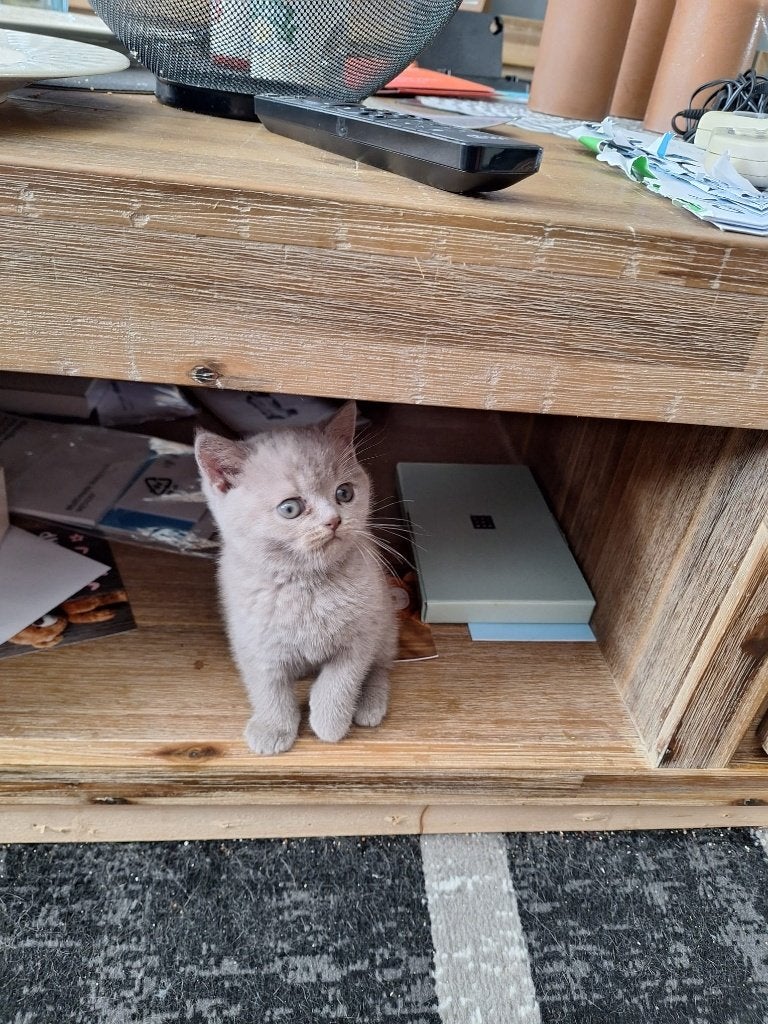 britse korthaar kitten, Poes, Met stamboom, 0 tot 2 jaar