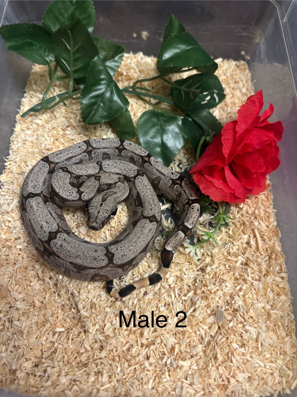 Baby amarali boa ‘26 Boa Constrictor photo 2