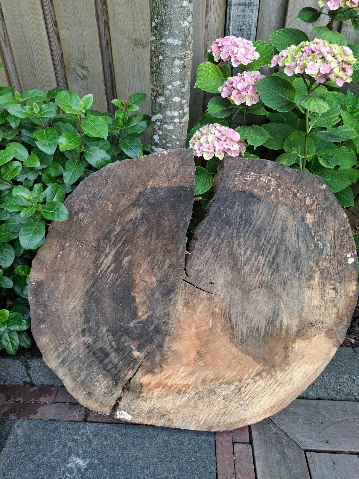 boomstam schijf 80 cm, Ophalen, Overige houtsoorten, Minder dan 200 cm, Plank