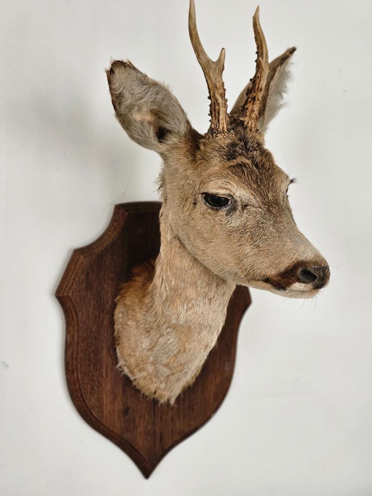 Prachtig taxidermie reekopje, Verzamelen, Dierenverzamelingen, Ophalen of Verzenden, Zo goed als nieuw, Hert, Opgezet dier